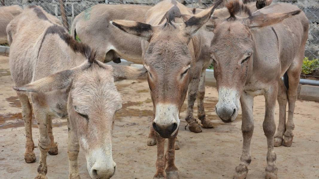 स्रोत: गधा अभयारण्य