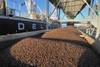 Delayed Start to Ivory Coast Cocoa Crop Could Congest Ports