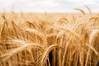 Wheat Prices Rise After US Diplomatic Attempts Falter