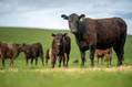 Brazil Beef Exports Projections Released