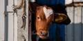 Animal Welfare Groups Mark Start of Calf Season