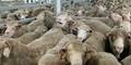 Livestock Still Being Sent to War Zones