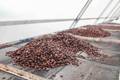 Cocoa Falls to Two-Week Low Alongside Sugar
