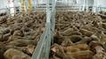 South African Veterinary Association Stands Against Live Export