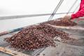 Ivory Coast Reports Strong Cocoa Exports Ahead of El Niño Impacts