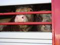 Charities and Celebrities Urge End to Live Animal Exports