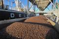 Delayed Start to Ivory Coast Cocoa Crop Could Congest Ports