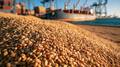 Chicago Wheat Hits Three-Year High Amidst Black Sea Conflict