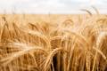 Wheat Prices Rise After US Diplomatic Attempts Falter