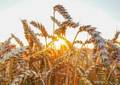 Iran Reroutes Russian Wheat Imports Through Caspian Sea