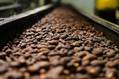 Cocoa Futures Drop While Sugar, Coffee Steady