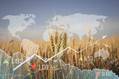 Export Prices for Russian Wheat Fall