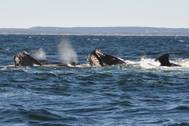North Atlantic right whales (Photo: Jolinne Surrette / Fisheries and Oceans Canada)