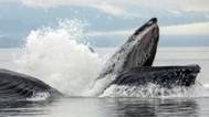 Photo credit Whale Watch Alaska