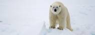 Polar bear Photo WWF