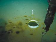 Most surprising finding is that the thermally induced changes at the ocean surface can rapidly spread to affect life in the deep seas Courtesy Alfred Wegener institute
