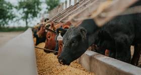 Copyright Luis/AdobeStock