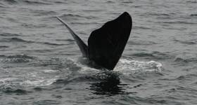 © North Atlantic right whale “Lasagna” (Catalog #3550) is named for his wavy fluke blades that look like a lasagna noodle. CREDIT: New England Aquarium and Canadian Whale Institute, taken under DFO Canada SARA permit
