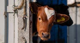 Source: Eurogroup for Animals