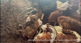 Source: Animal Welfare Foundation