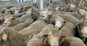 Source: Animals International