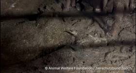 Video still from onboard Spiridon II (Animal Welfare Foundation / Tierschutzbund Zurich)