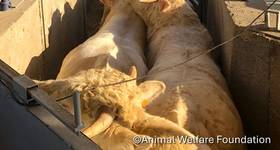 Source: Animal Welfare Foundation