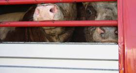 Source: Compassion in World Farming