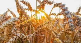 © Adobe Stock/MaxSafaniuk