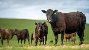 Copyright William / AdobeStock