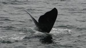 © North Atlantic right whale “Lasagna” (Catalog #3550) is named for his wavy fluke blades that look like a lasagna noodle. CREDIT: New England Aquarium and Canadian Whale Institute, taken under DFO Canada SARA permit