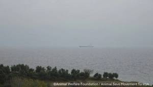 Source: Animal Welfare Foundation