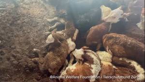 Source: Animal Welfare Foundation