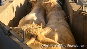 Source: Animal Welfare Foundation