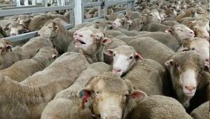 Source: Animals International