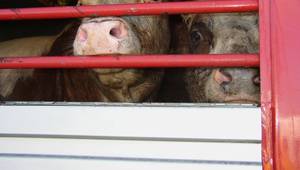 Source: Compassion in World Farming