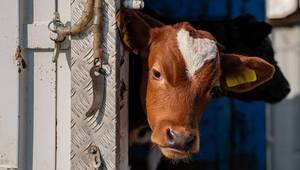 Source: Eurogroup for Animals