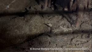 Video still from onboard Spiridon II (Animal Welfare Foundation / Tierschutzbund Zurich)