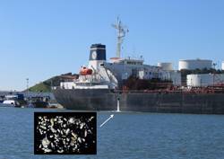 Invisible passengers. When ships discharge their ballast water, microscopic plankton, crab larvae and other potentially harmful species often spill out as well. (Credit: SERC)