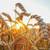 Iran Reroutes Russian Wheat Imports Through Caspian Sea
