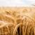 Wheat Prices Rise After US Diplomatic Attempts Falter