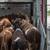 Survey: EU Citizens Demand Strong Reform of Live Animal Transport