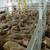South African Veterinary Association Stands Against Live Export