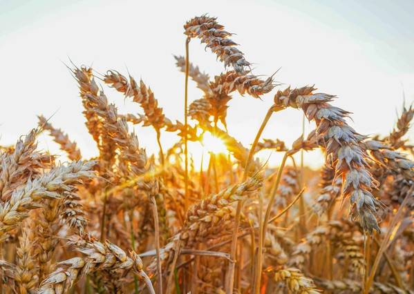 © Adobe Stock/MaxSafaniuk