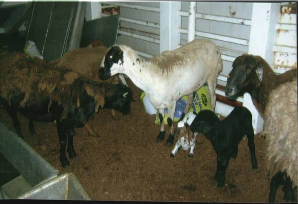 lambs on a livestock carrier (Source: Dr Lynn Simpson)