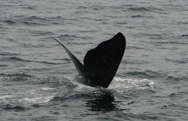 © North Atlantic right whale “Lasagna” (Catalog #3550) is named for his wavy fluke blades that look like a lasagna noodle. CREDIT: New England Aquarium and Canadian Whale Institute, taken under DFO Canada SARA permit