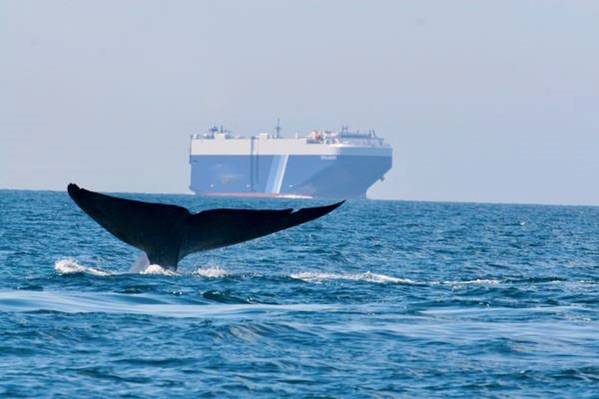 Photo: The combination of high cargo ship traffic, feeding areas and migratory whale routes result in a marked increased risk of ship strikes to whales that can result in serious injury or death to whales. (Credit: John Calambokidis/Cascadia)