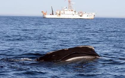 A right whale skim feeding with NOAA Ship Delaware II in the background.