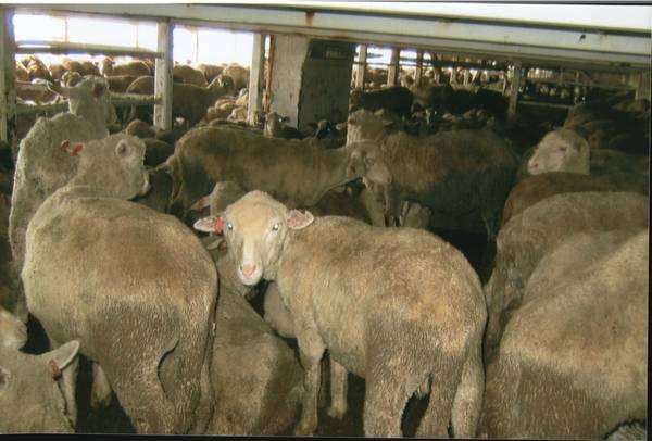 sheep on a livestock carrier courtesy of Dr Lynn Simpson