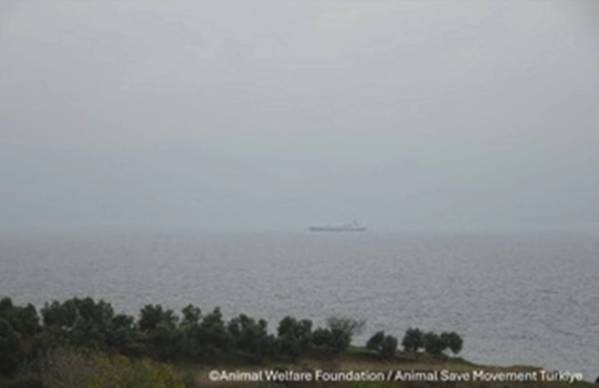 Source: Animal Welfare Foundation